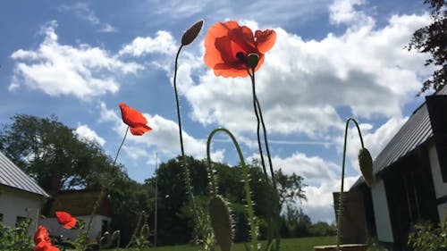 Low Angle Shot Of Poppies