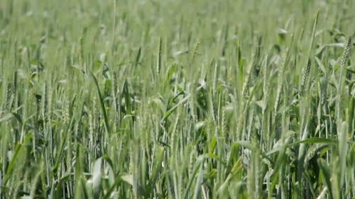 Close-Up Video Of Field