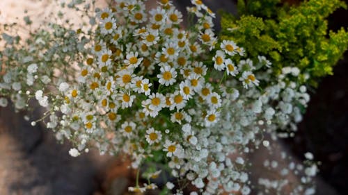 A Lot of Feverfew Flowers in a Metal Pail
