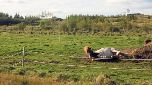 Horse In A Farm