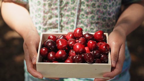 A Person Holding a Box Cherries