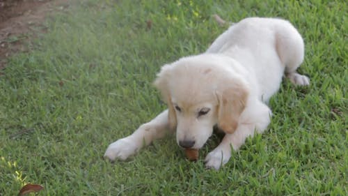 Hund Essen