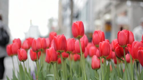 Tulipes Rouges