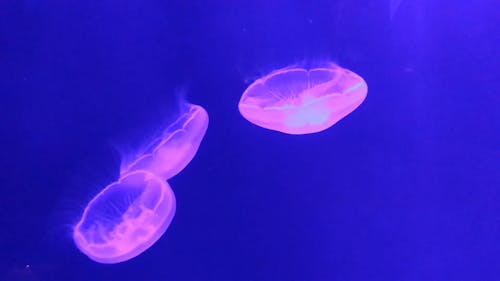 Vidéo De Méduses à L'intérieur De L'aquarium