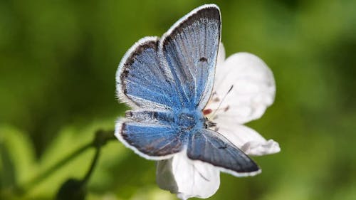 Video Des Schmetterlings Auf Einer Blume
