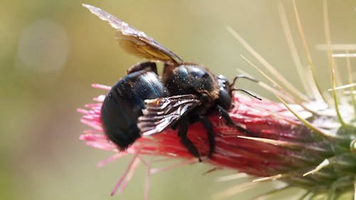 Bee On A Flower