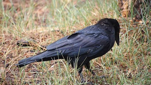 Raven Se Nourrissant Sur Le Sol