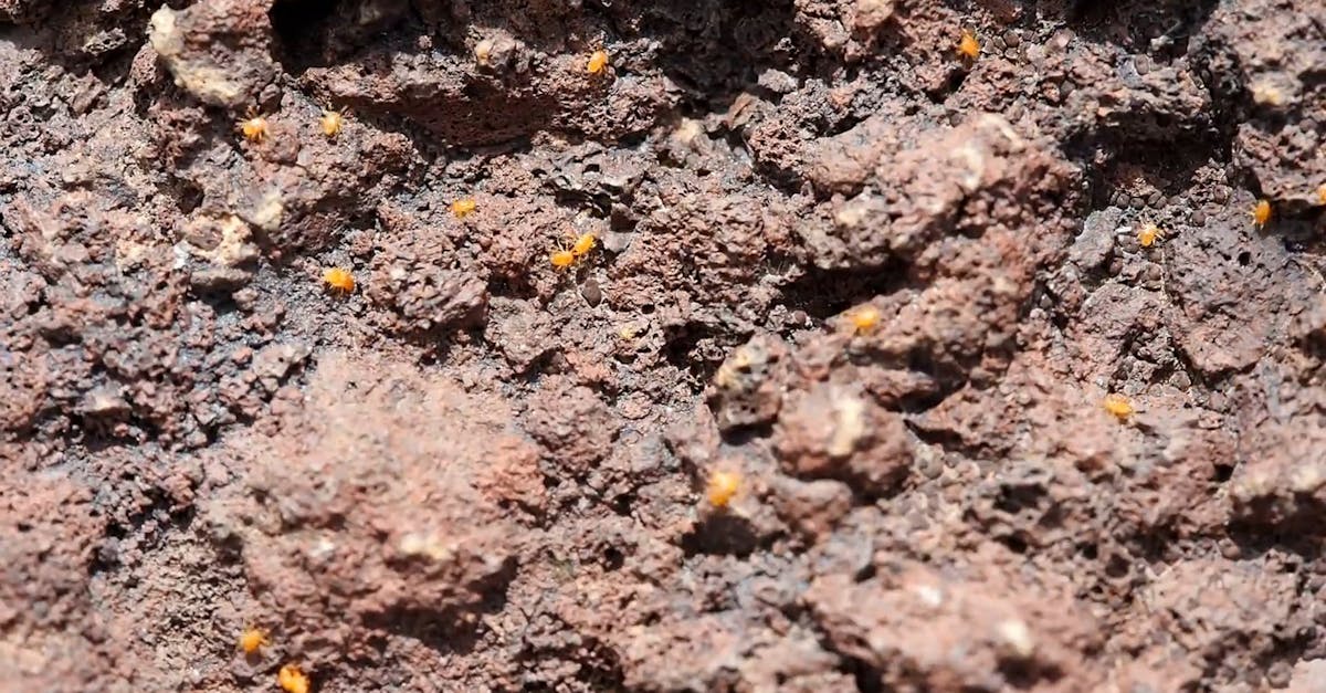 Small Insects On Rock Free Stock Video Footage, Royalty-Free 4K & HD ...