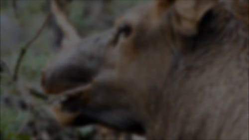 Video Of Deer Eating