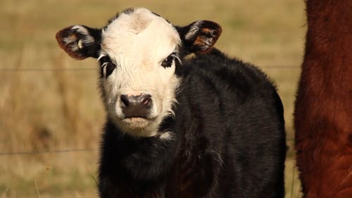 Fleckvieh Calf Com Mãe Vaca