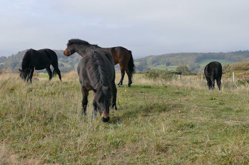 Paarden Die Gras Eten