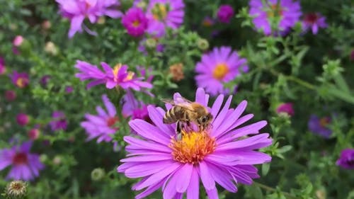 Zapylanie Pszczół
