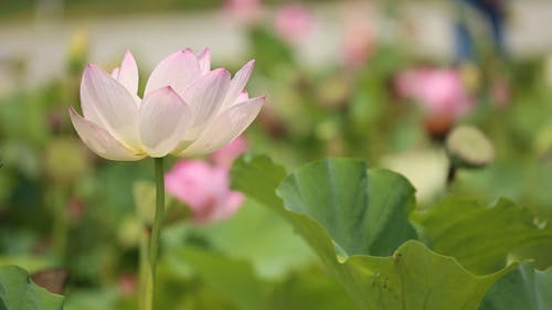 Lotus Dancing in The Wind