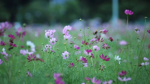 바람이 부는 날 동안 보라색과 흰색 꽃