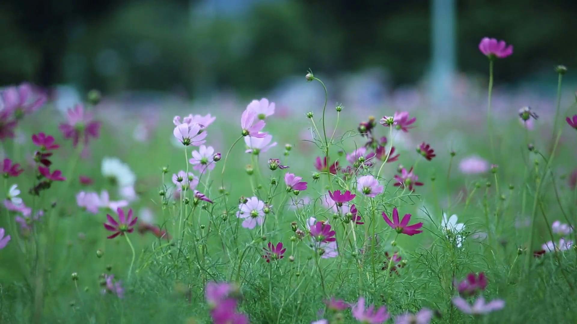 Purple And White Flowers During Windy Day · Free Stock Video