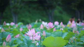 大风中的荷花视频素材免费下载视频素材视频素材
