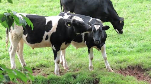 Cows Licking Each Other Affectionately