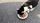cat food