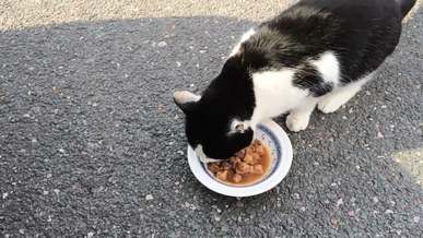 cat eating