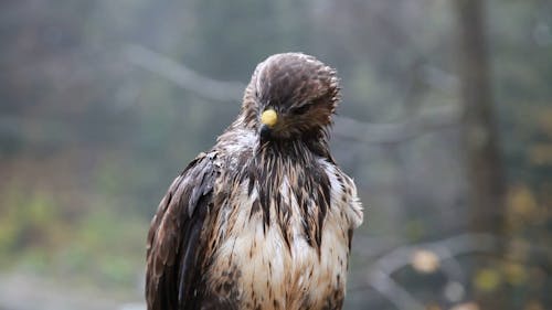 A Wet Hawk