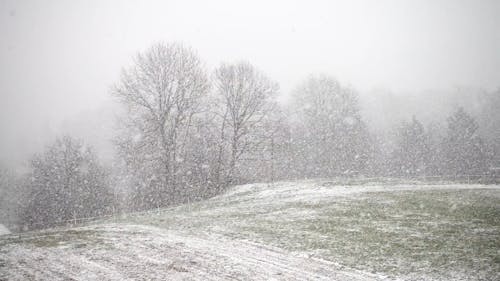 Falling Snowflakes