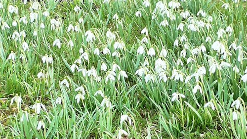 Video Van Bloemen