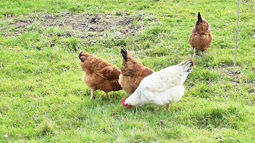 Chickens Eating