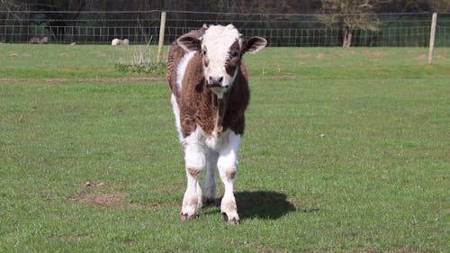 Video Of A Cow