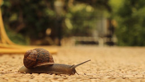 カタツムリが道路を横断