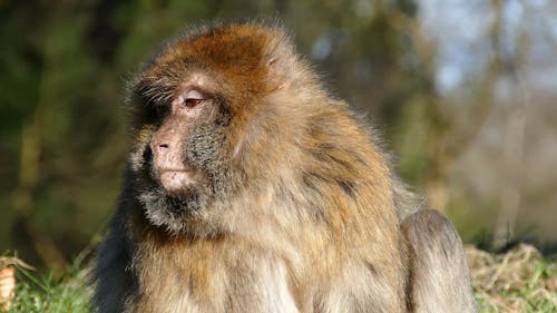 Itching Macaque