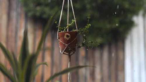 A Hanging Plant in a Pot
