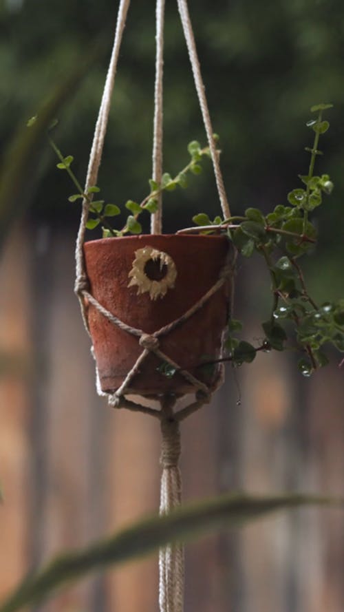 Close up of a Hanging Plant in a Pot
