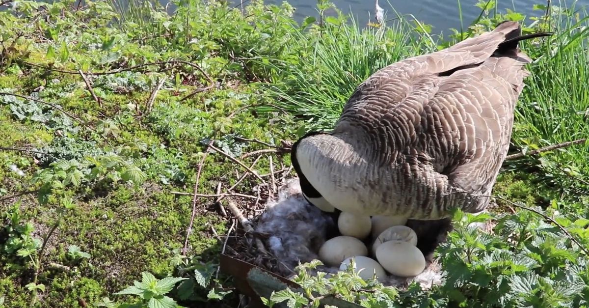 Bird Incubating eggs Free Stock Video Footage, Royalty-Free 4K & HD ...