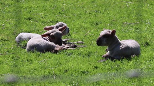 Sheep Resting On Ground