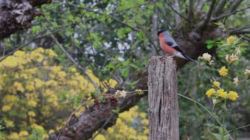 Vogel Die Op Een Hout Wordt Neergestreken