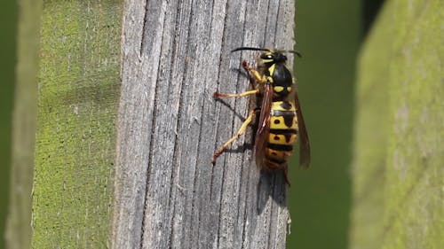 Wasp On Wood