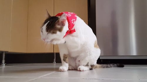 Video Of Funny Cat