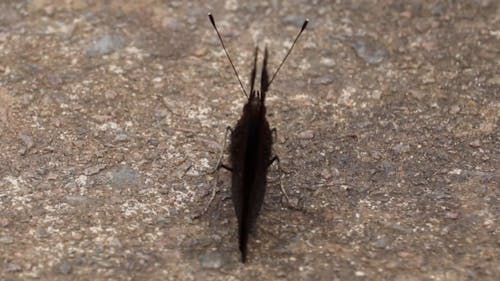 Close-Up Video Of Butterfly