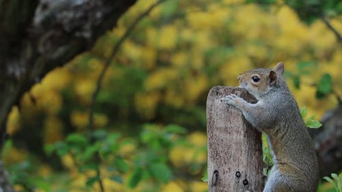 Squirrel On A Wood
