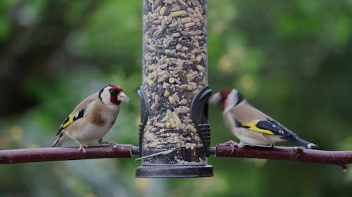 Video Of Goldfinches Eating
