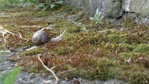 Snail Crawling 