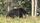 black bear