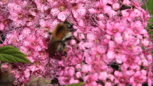 Bee Pollinating