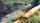 lizard