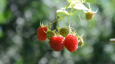 close up video of raspberries