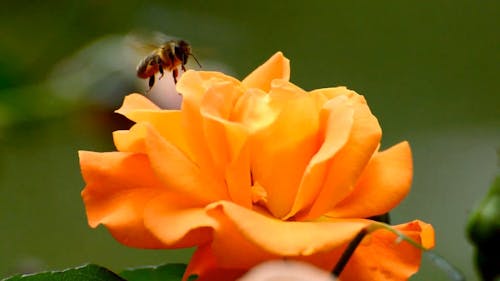 Pszczoły Zapylające