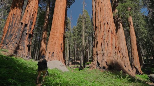 A Woman Walking into a Giant Sequoia Forest