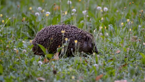 146 Hedgehog Drawing Stock Video Footage - 4K and HD Video Clips