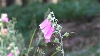 风铃花免费下载视频素材免费下载视频素材