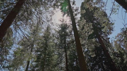 Low Angle Shot of Tall Trees at a National Park